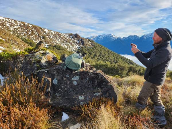 man on mountain in tussocks taking a photo of a kea